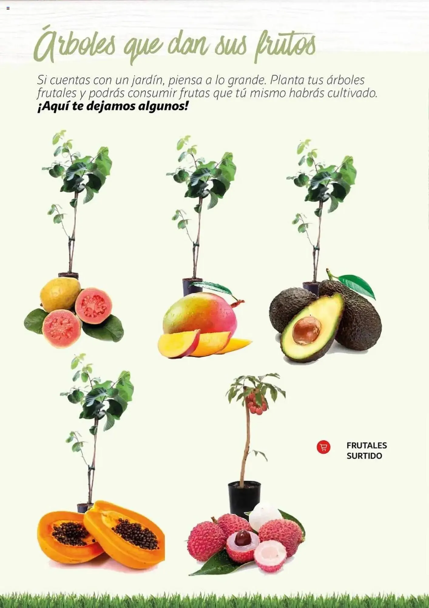Catálogo de Folleto Alcampo 11 de febrero al 31 de diciembre 2025 - Página 15