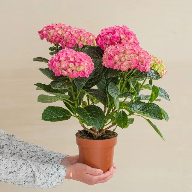 Hortensia Rosa - Hydrangea