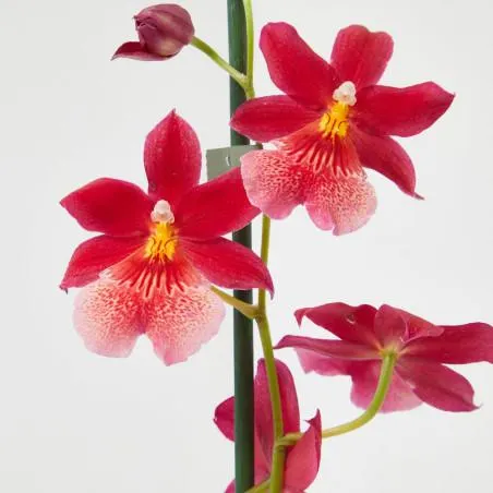 ORQUIDEAS - SURTIDO VARIADO - MACETA 12CM