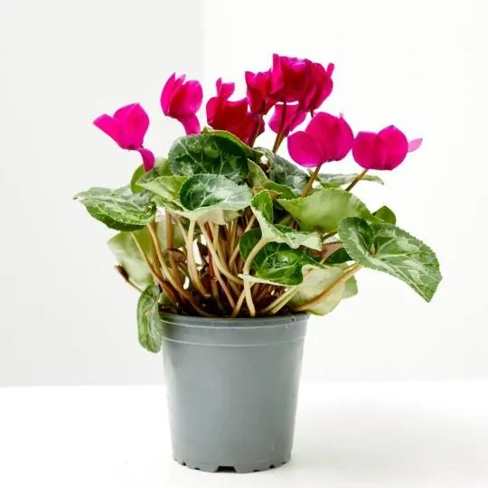CYCLAMEN VARIEDADES MACETA 13CM