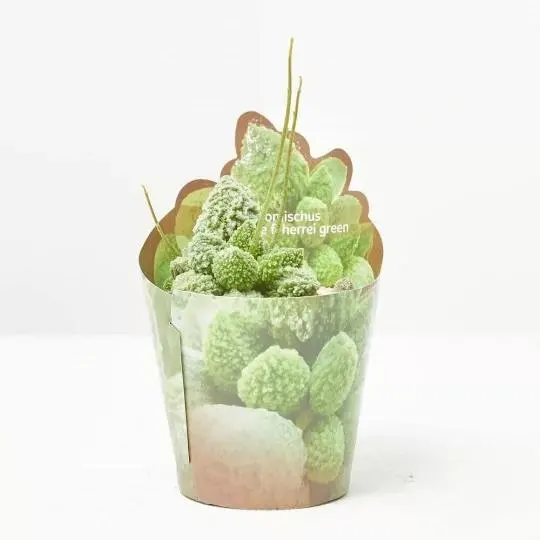 ADROMISCHUS HERREI RED CORAL MACETA 6.5CM