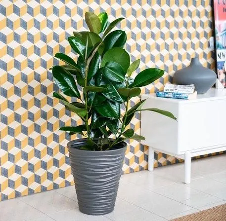 Ficus elastica Robusta