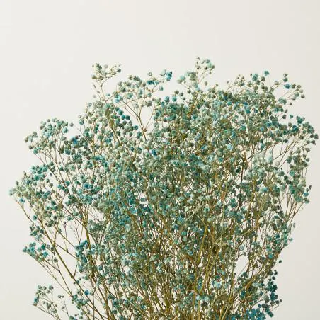 PANICULATA ETERNA AZUL