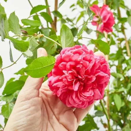 ROSAL DAVID AUSTIN TREPADOR ESPALDERA 90CM