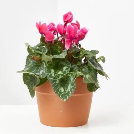 CYCLAMEN