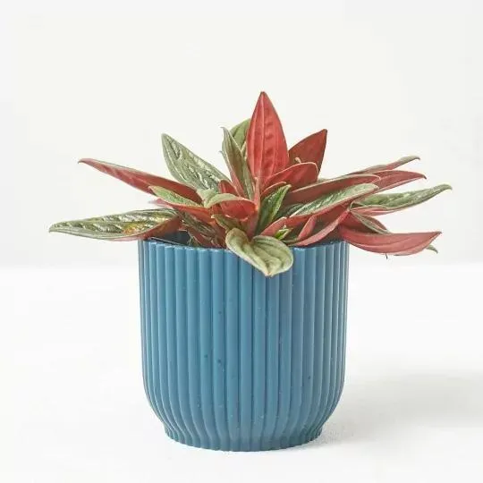 PEPEROMIA CAPERATA ROSSO® MACETA 6CM