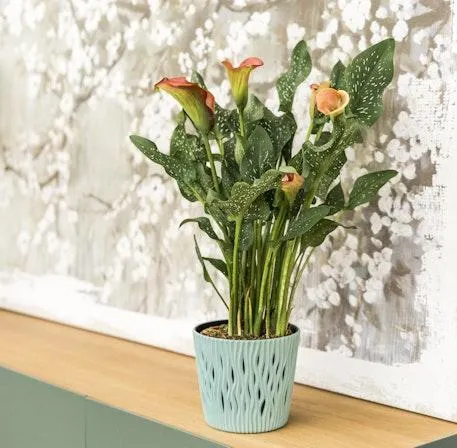 Zantedeschia Salmón