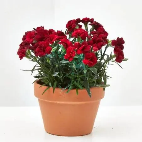 CLAVEL - VARIEDADES SURTIDO