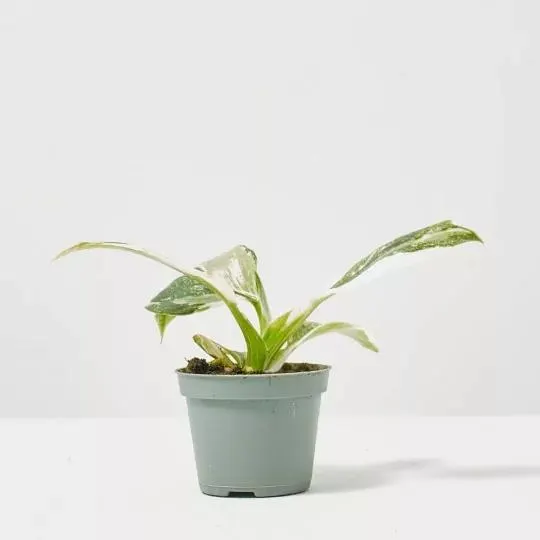 PHILODENDRON WHITE WIZARD MACETA 6CM