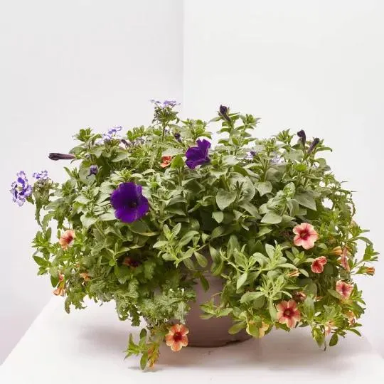 FLORES COMBINADAS TARRINA 25CM