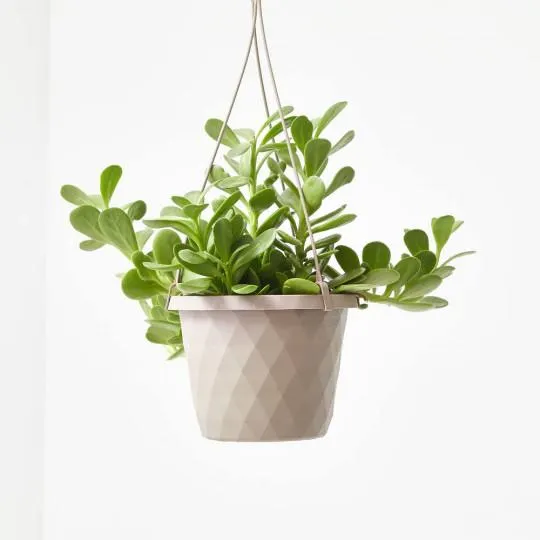 SENECIO JACOBENSIS COLGANTE