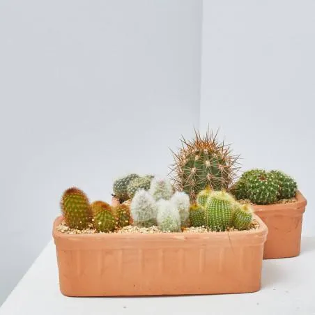 CACTUS JARDINERA BARRO