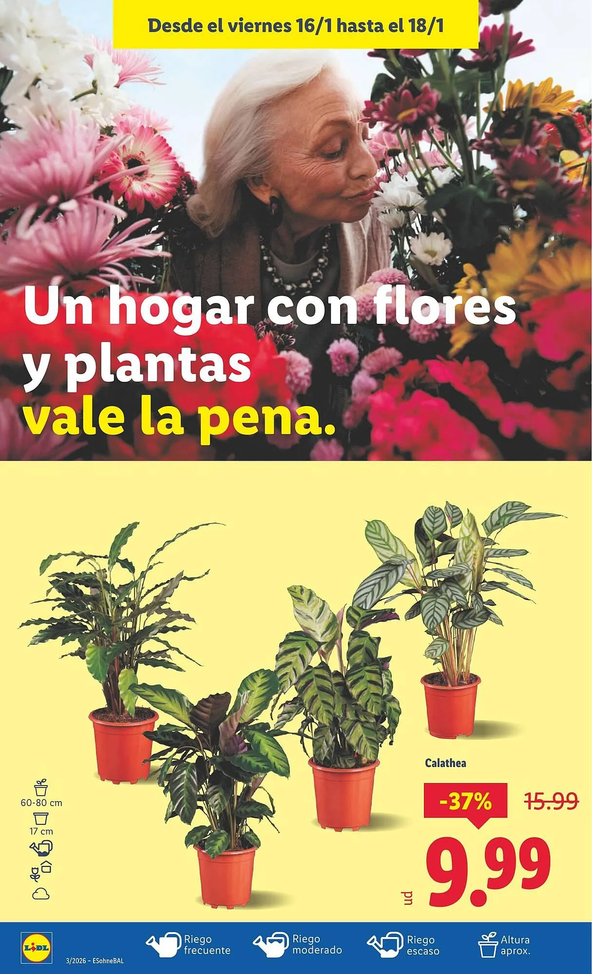 Catálogo de Catálogo Lidl 12 de enero al 18 de enero 2026 - Página 30