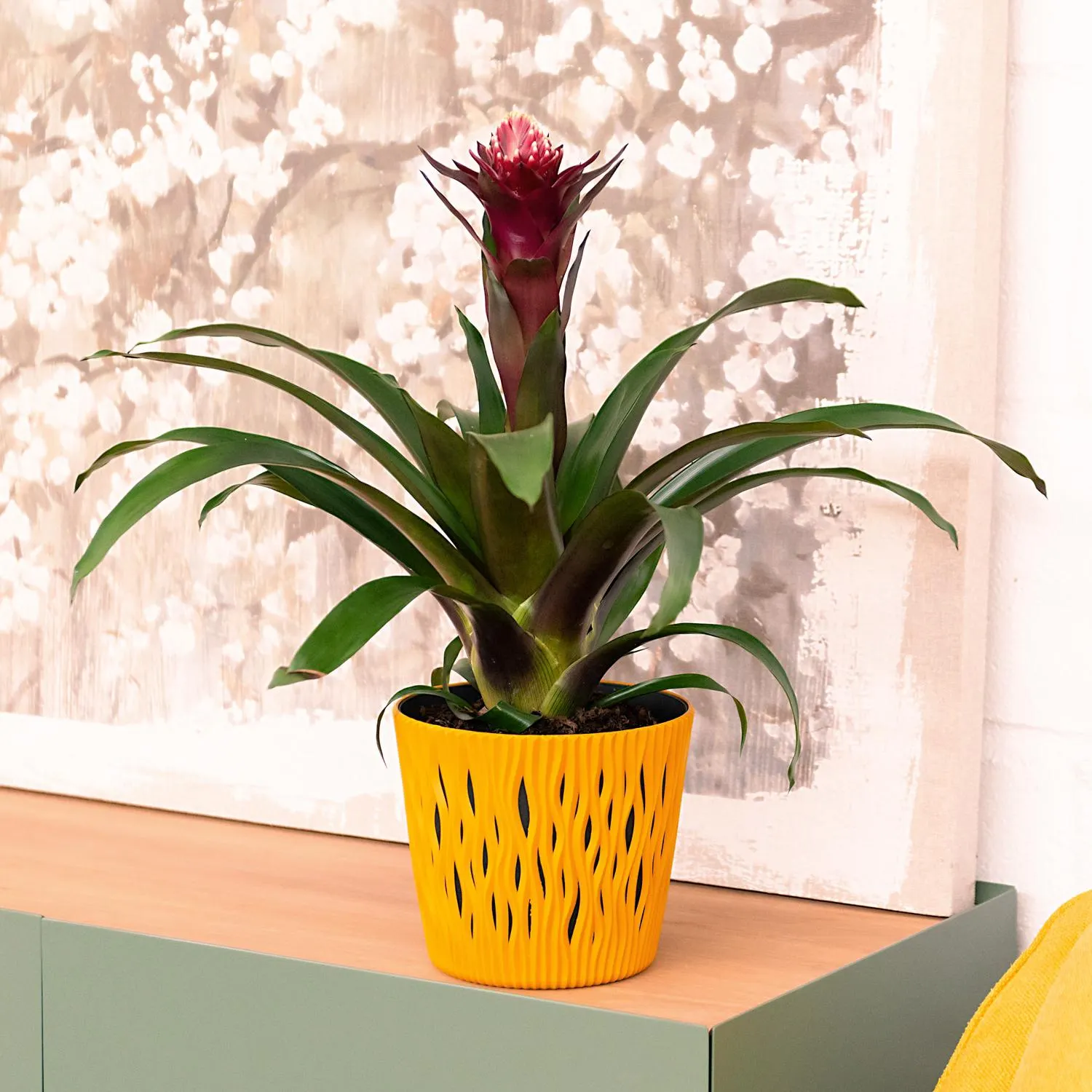 Guzmania