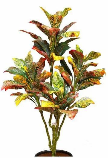 Croton Artificial