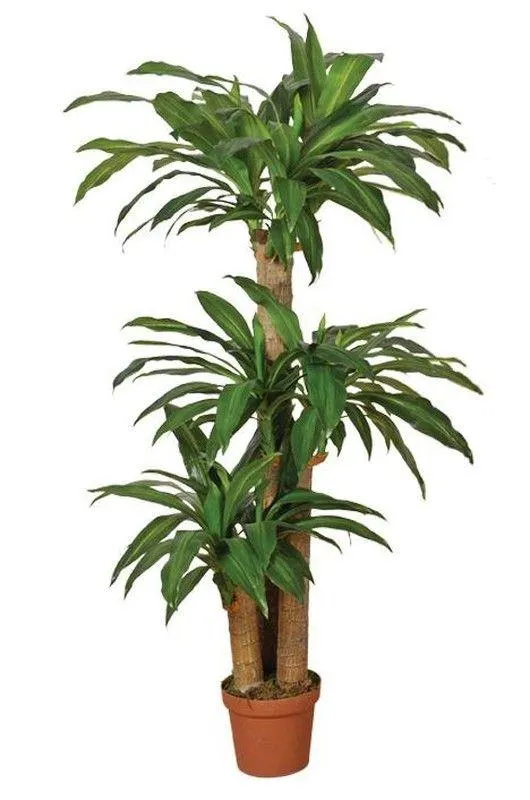 Dracena Dracena 145 cm