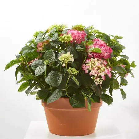 HORTENSIA VARIEDADES EN MACETA 25CM