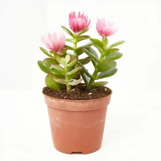 CACTUS DECORADOS MACETA Ø9CM