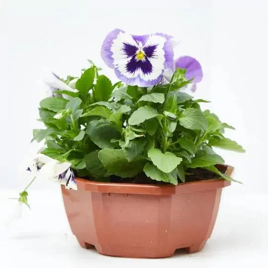 PENSAMIENTO TARRINA 20CM