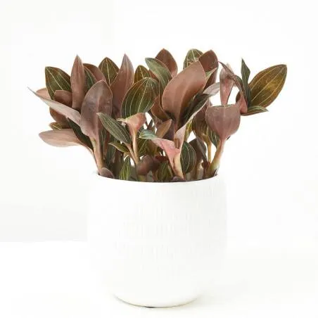 LUDISIA DISCOLOR MACETA 12CM