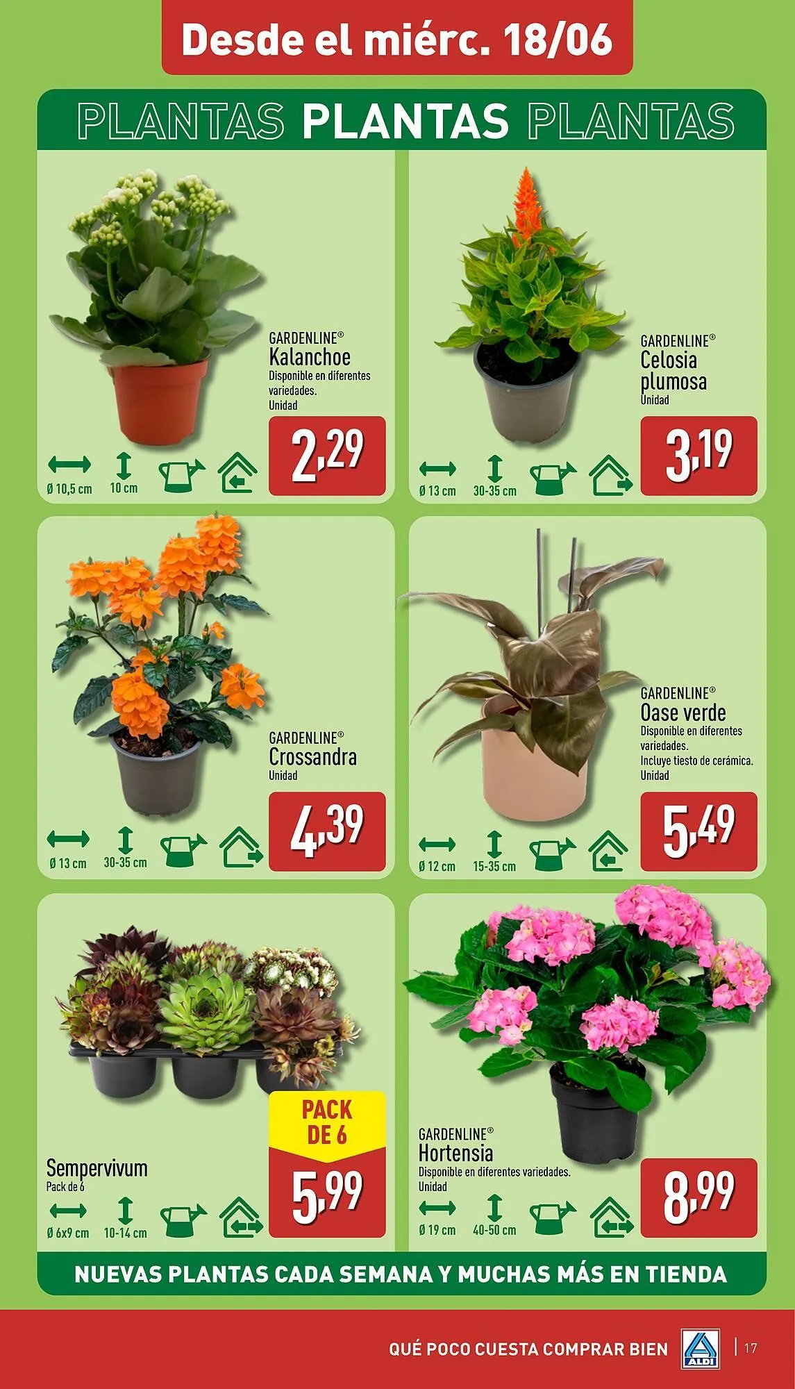 Catálogo de Folleto ALDI 16 de junio al 22 de junio 2025 - Página 17