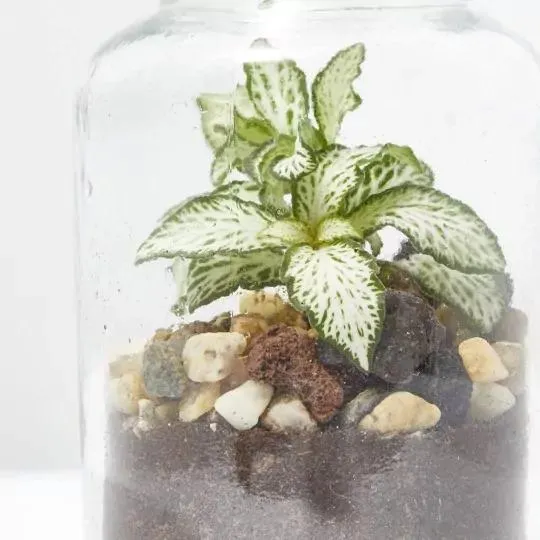 TERRARIO VIVANT D6.7 H13.5