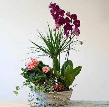 Composición de plantas con orquídea rosa, ideal para un gesto del corazón