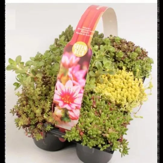 SEDUM SEPERVIVUM 6 UDS