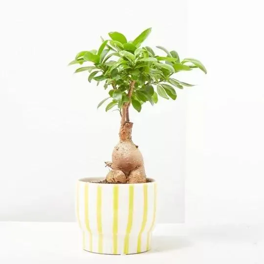 FICUS GINSENG CON CUBRE STRIPES 13CM