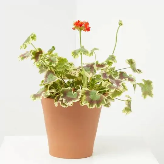 GERANIO EXÓTICO MACETA 3 LITROS