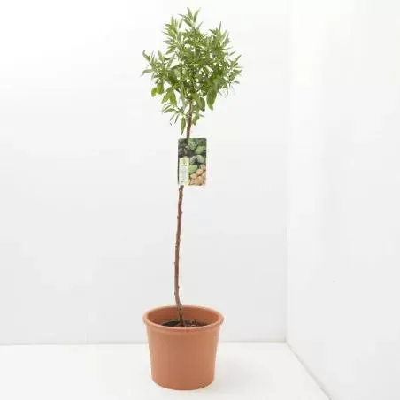 ALMENDRO GUARA MACETA 10 LITROS