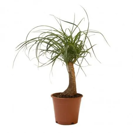 PATA ELEFANTE MACETA 12CM