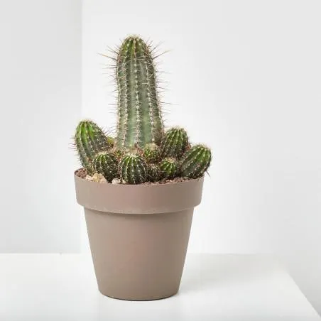 CACTUS COLUMNAR MACETA 20CM