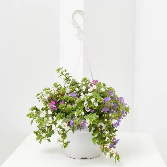 BACOPA COLGANTE MACETA 19CM