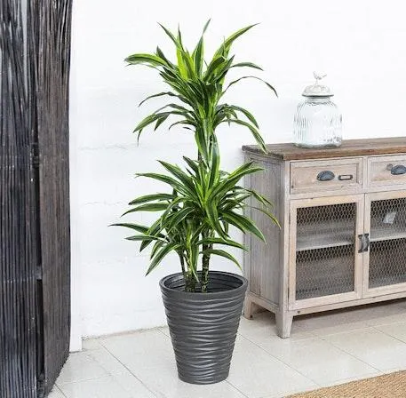 Dracena Lemon