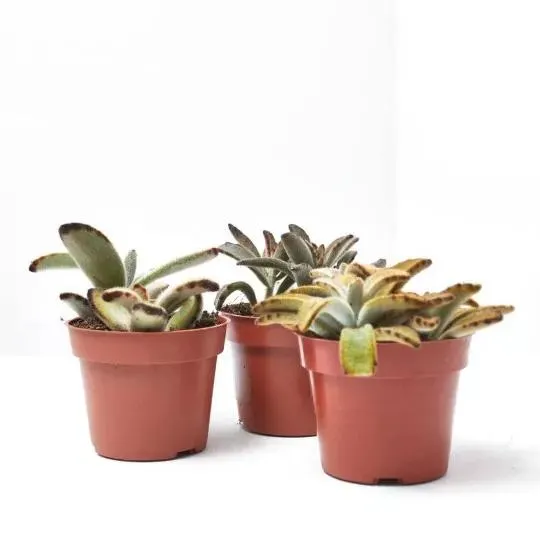 KALANCHOE CRASULA MIX MACETA 9CM