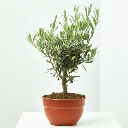 OLIVO PREBONSAI TARRINA 20CM