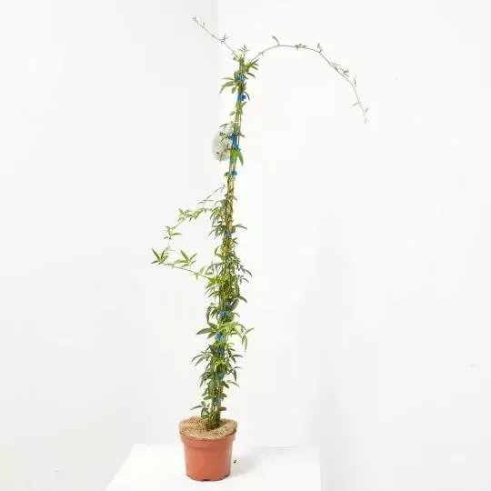 ROSAL BANKSIAE MACETA 3L