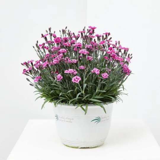 CLAVEL MACETA TARRINA 3.6 LITROS