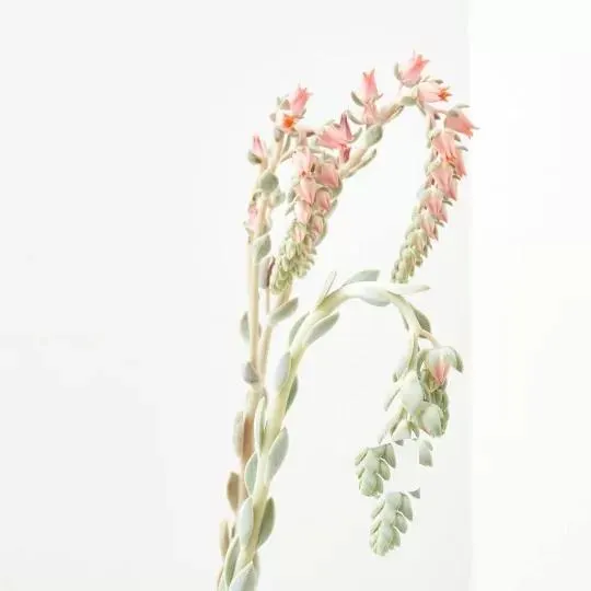 CRASSULA VARIEDADES 15L