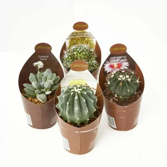 CACTUS Y CRASAS COLLECTION M-6.5