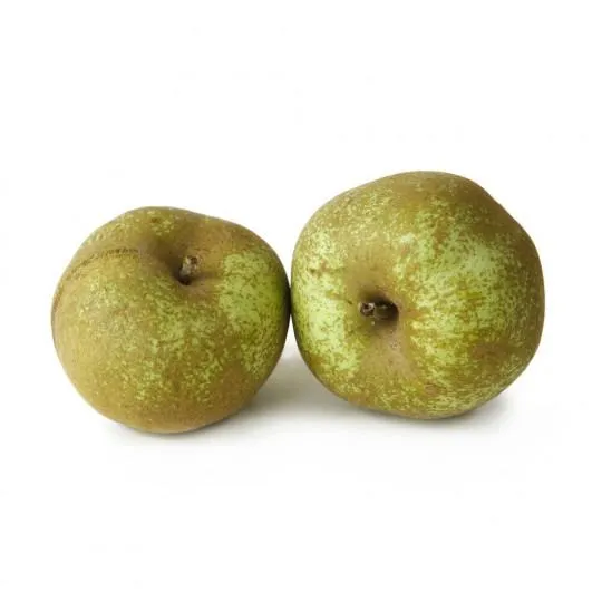 MANZANO REINETA MACETA 10L