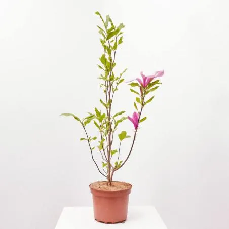 MAGNOLIO CHINO MACETA 3L