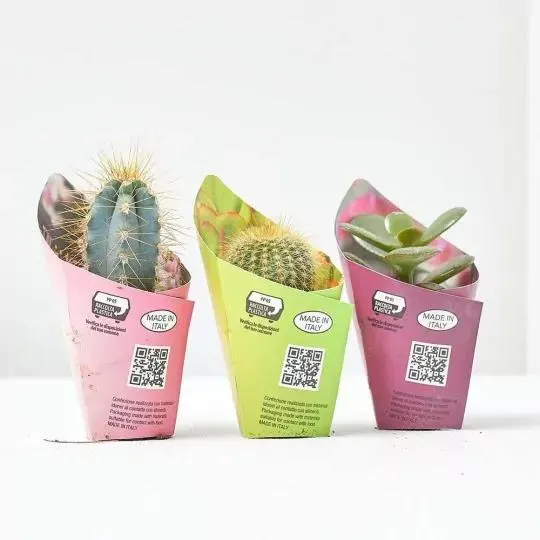 CACTUS Y CRASAS ESPECIALES MACETA 3.5CM