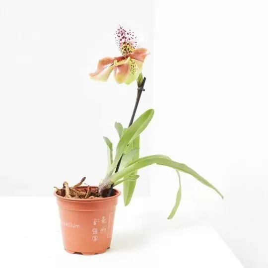 PAPHIOPEDILUM M-12 USA HYBRIDE 1TALLO FLORAL