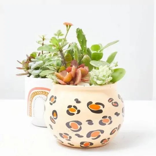 COMPORSICIÓN CRASAS BOHO 10CM