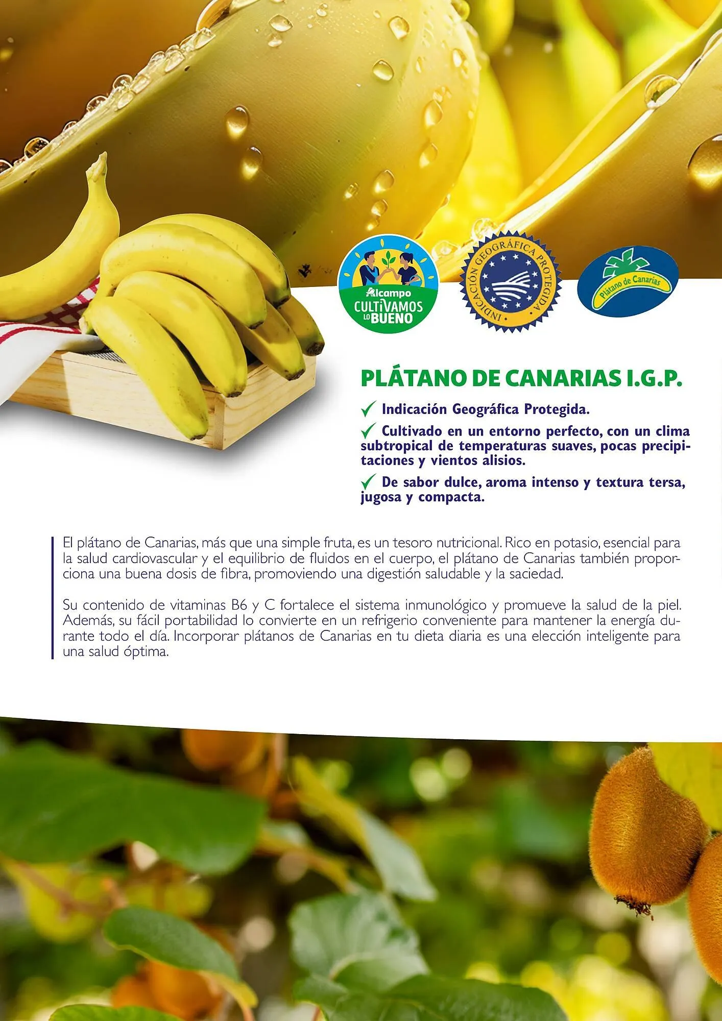 Catálogo de Folleto Alcampo 23 de abril al 31 de diciembre 2025 - Página 26