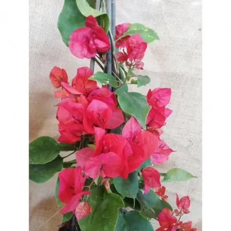 BUGANVILLA 3 TALLOS MACETA 15CM. SURTIDO VARIADO