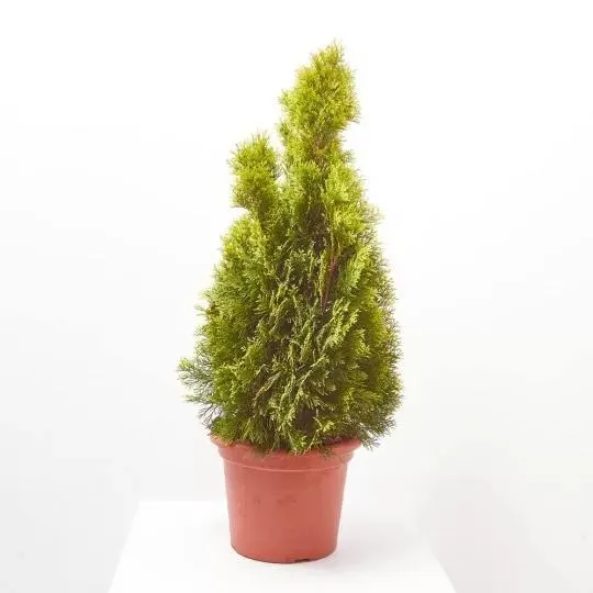 THUYA ESMERALDA GOLDY 10L