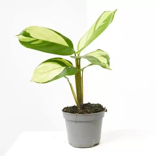 CTENANTHE GOLDEN MOSAIC MACETA 6CM